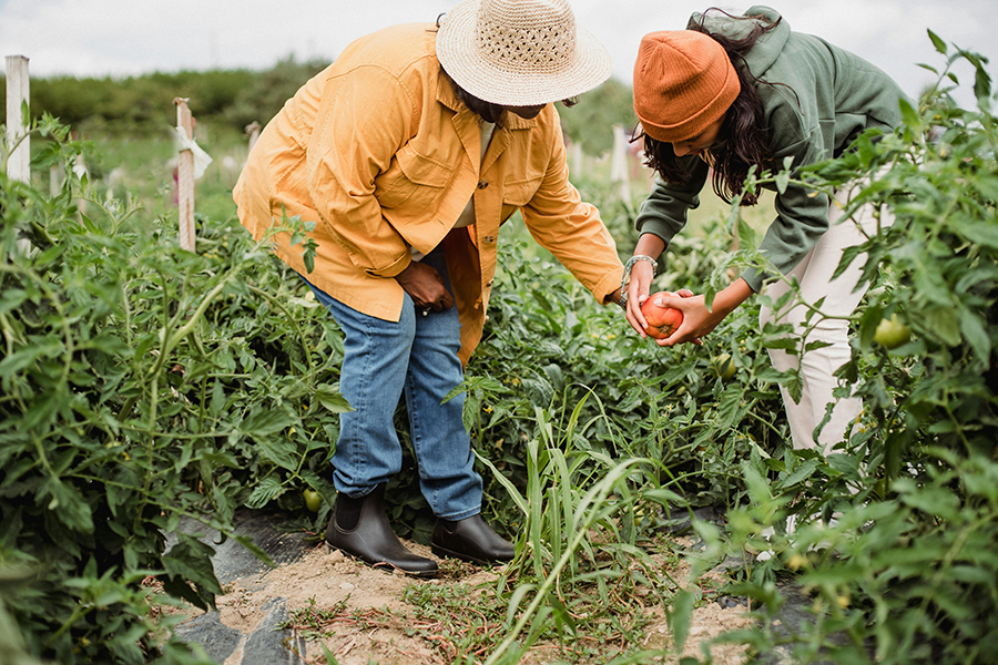 Start planning your garden for spring for a successful planting season.