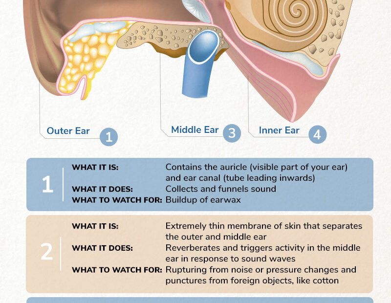 An image showing the anatomy of the ear