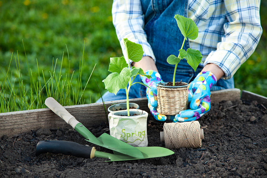 Gardening tips for beginners