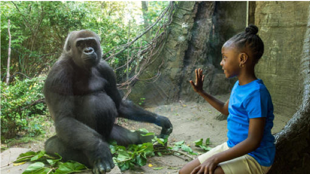 A zoo with improved accessibility for visitors with hearing loss can provide captioned videos