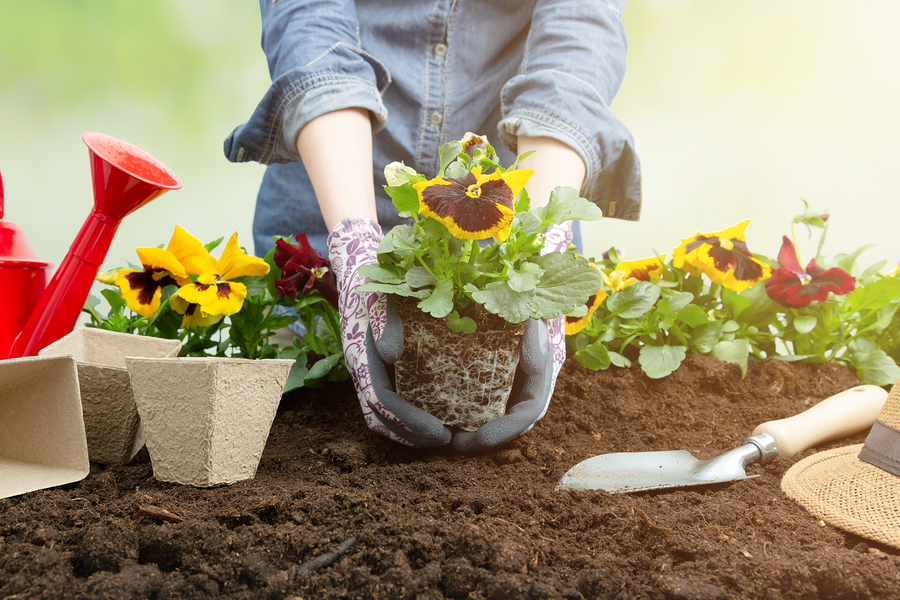 A beautiful flower garden with gardening tips for beginners.