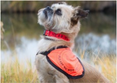 A hearing service dog sitting next to a person with hearing loss