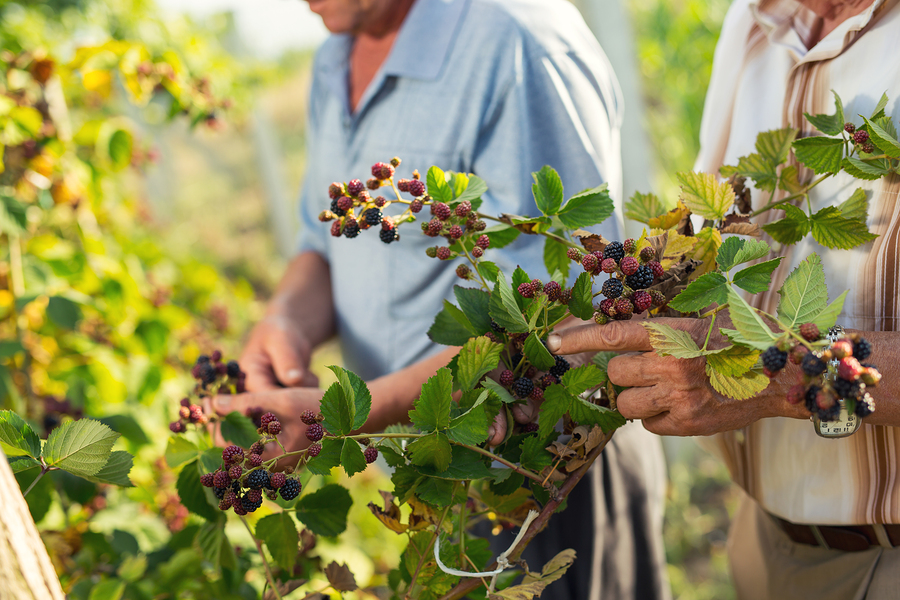 Senior citizens enjoying outdoor summer activities such as gardening